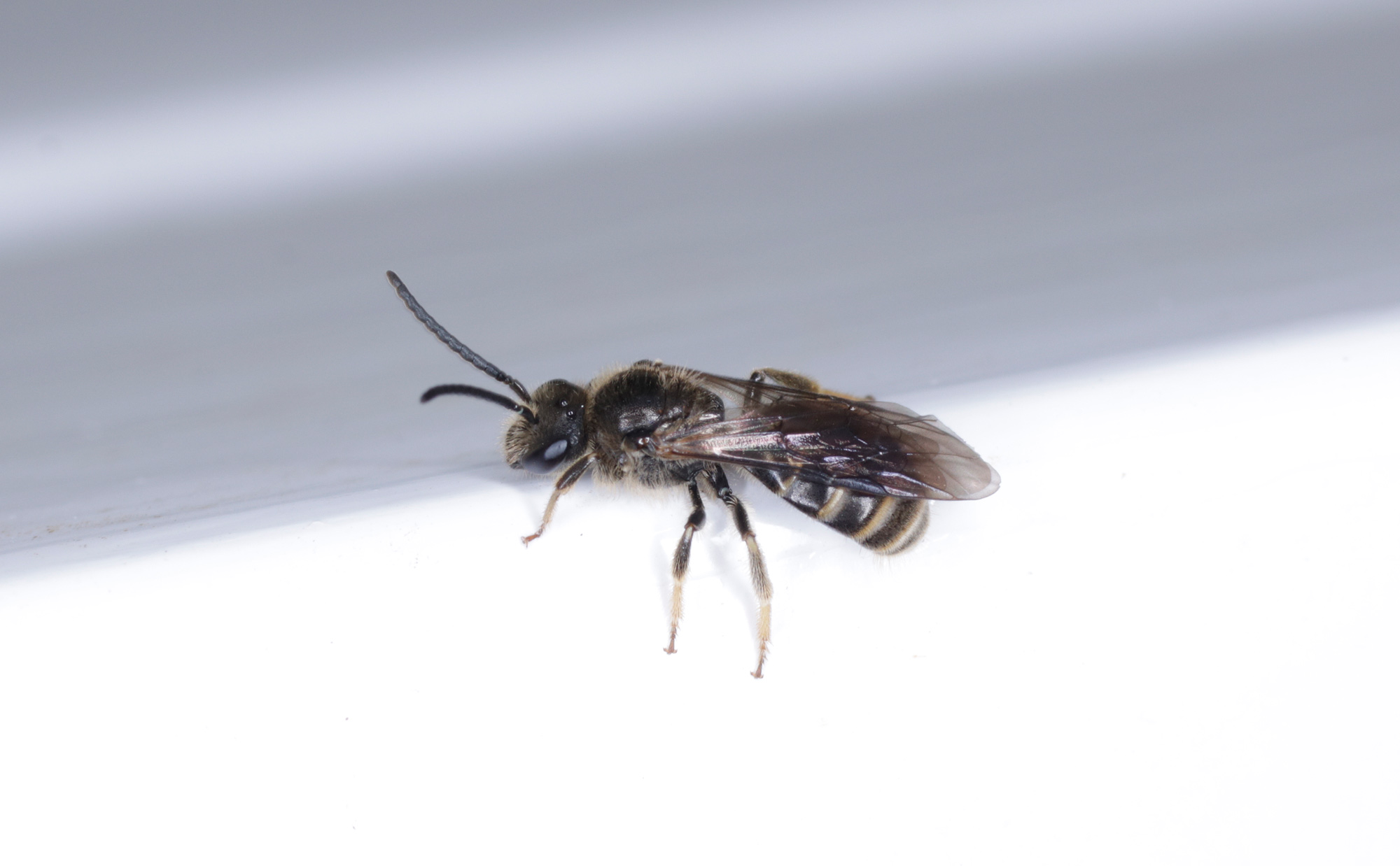 Lasioglossum sp., maschio